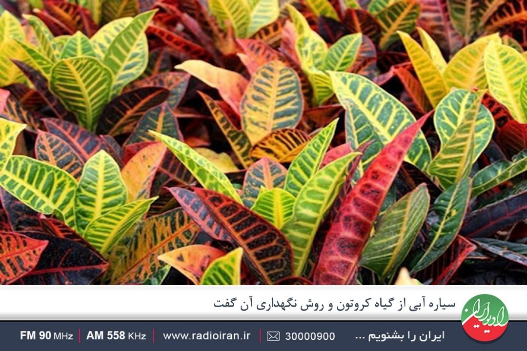 برگ های گیاه كروتون رنگ آمیزی زیبایی دارد 