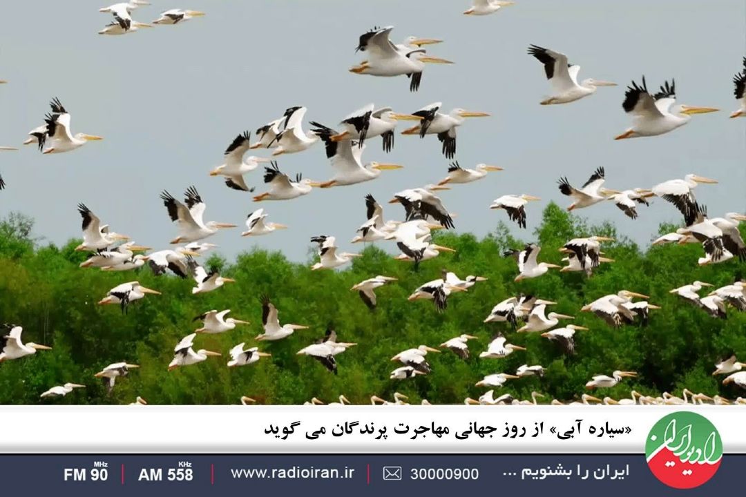«سیاره آبی» از روز جهانی مهاجرت پرندگان می گوید