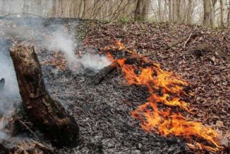 تقاضا برای مطالعات آتش سوزی جنگلها محدود است
