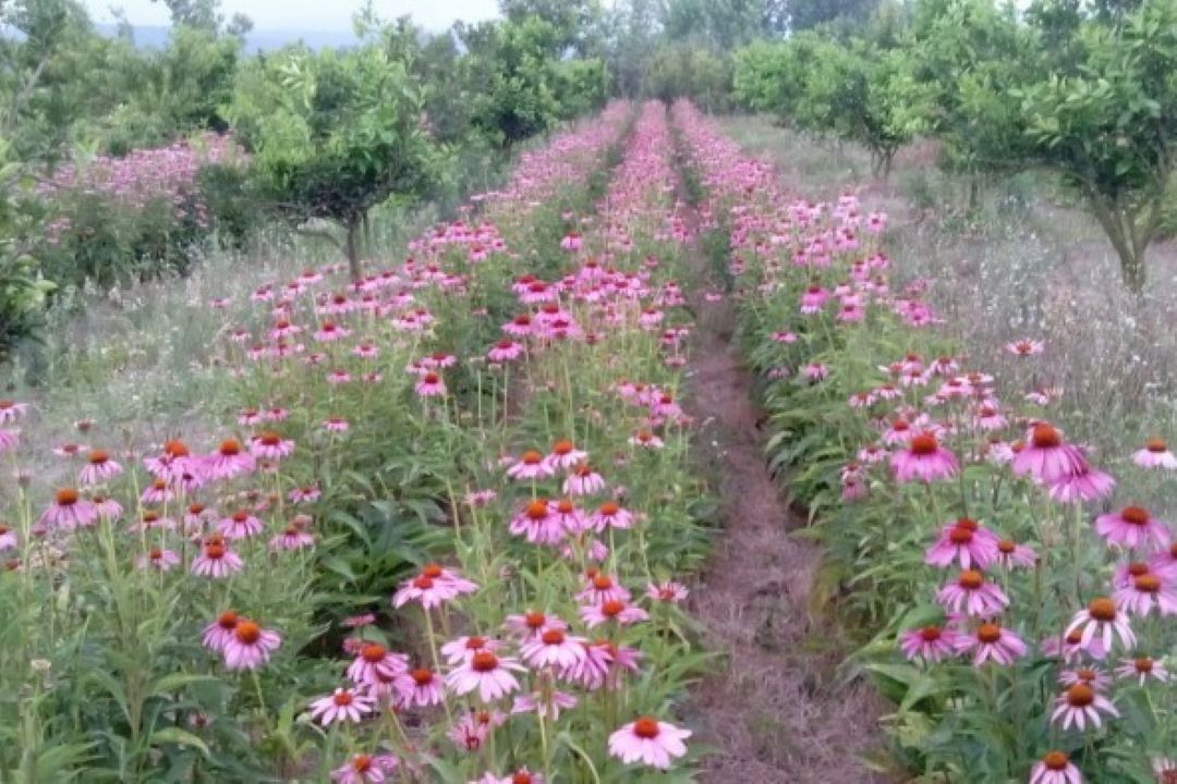كشت گیاهان دارویی راه مبارزه با بحران كم‌آبی