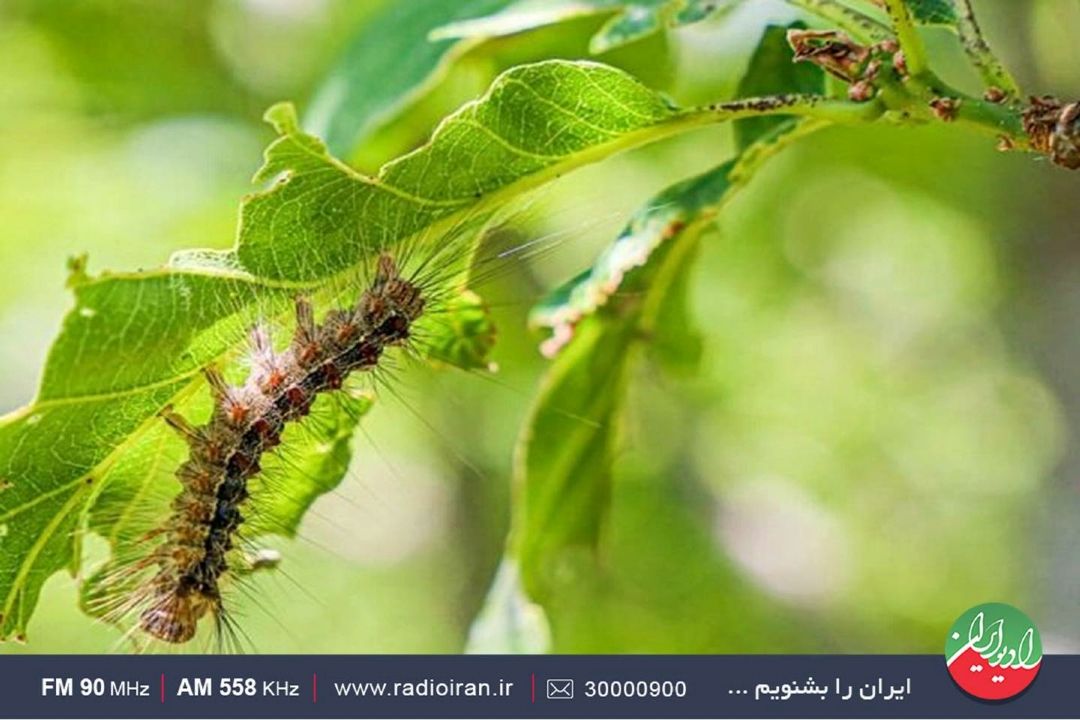 جمع آوری مكانیكی، بهترین راه مقابله با آفت جنگل های ارسباران