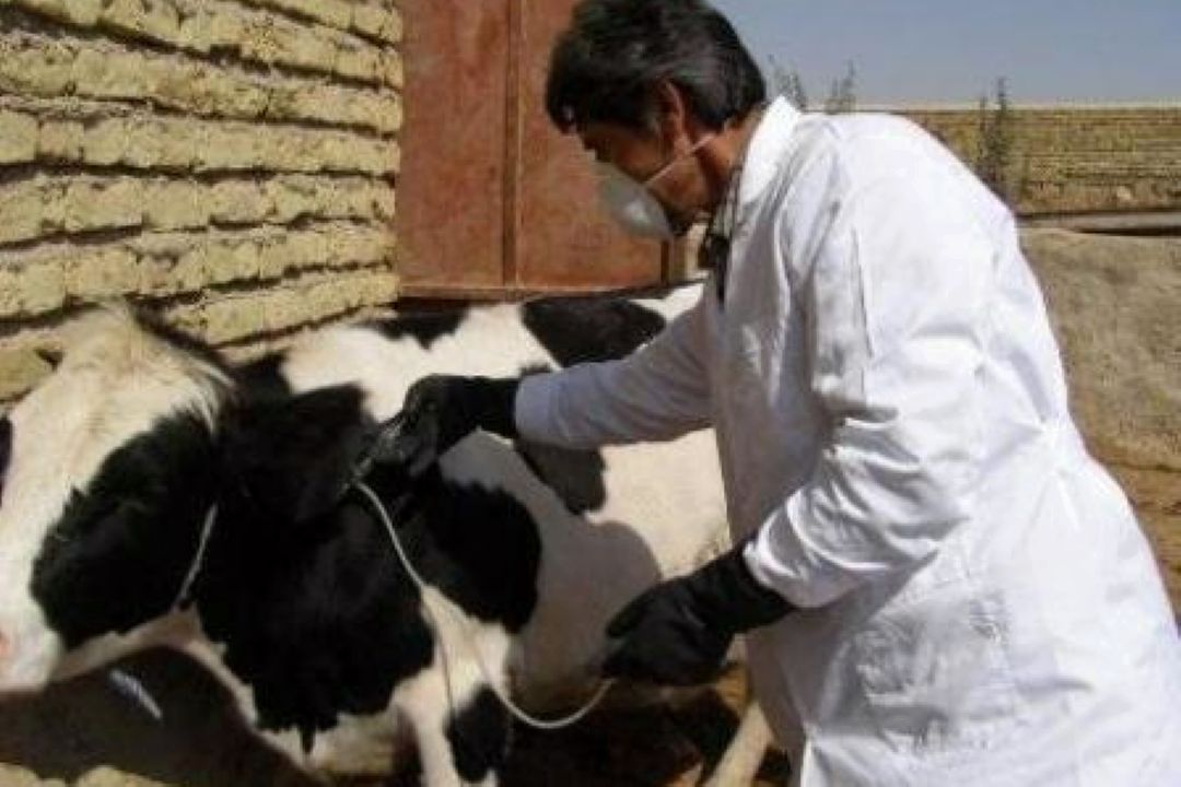بررسی بیماری‌های مشترك انسان و دام