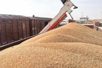 نیاز كشور به واردات 7 میلیون تن گندم/ دولت مقصر است