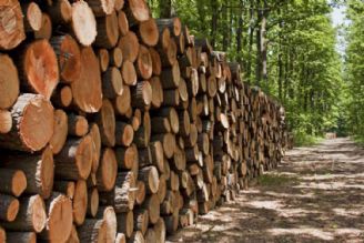 اختصاص تسهیلات 300 میلیارد ریالی برای زراعت چوب در كشور