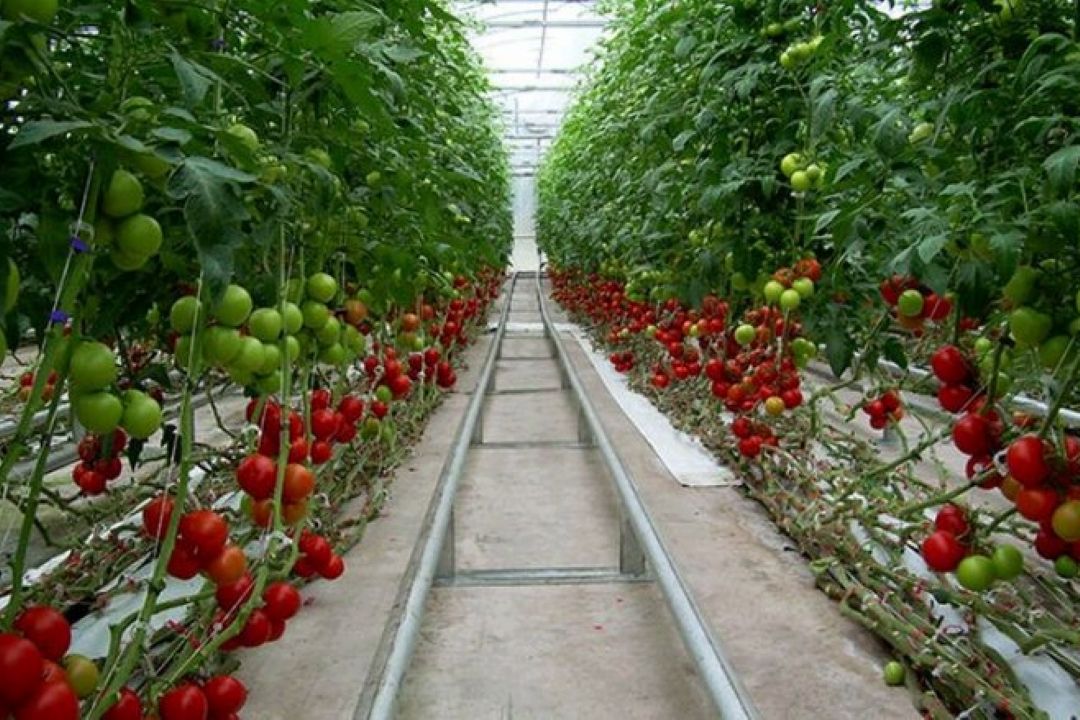 نقش تشكل ها در توسعه تولید محصولات گلخانه ای