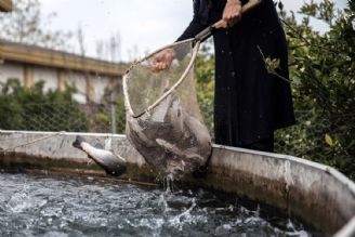 افزایش سه برابری تولید ماهی در خراسان شمالی