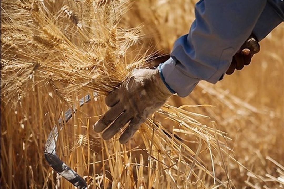 92 درصد از پول گندمكاران پرداخت شد