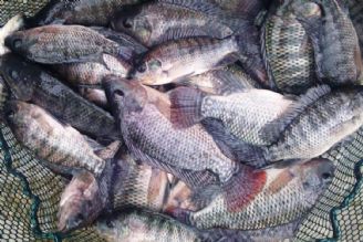 ماهی تیلاپیا گونه‌ای مهاجم و خطر جدی برای تنوع زیستی 
