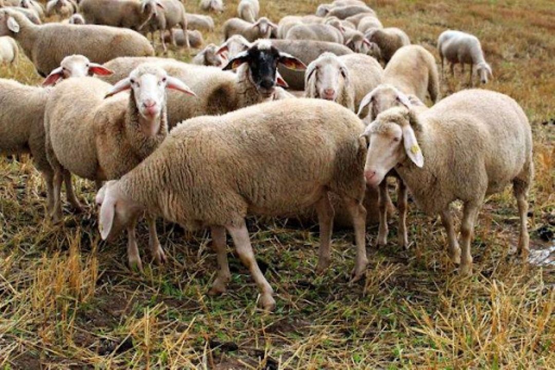 هشدار درباره عرضه دام با وزن پایین و مولد به بازار .