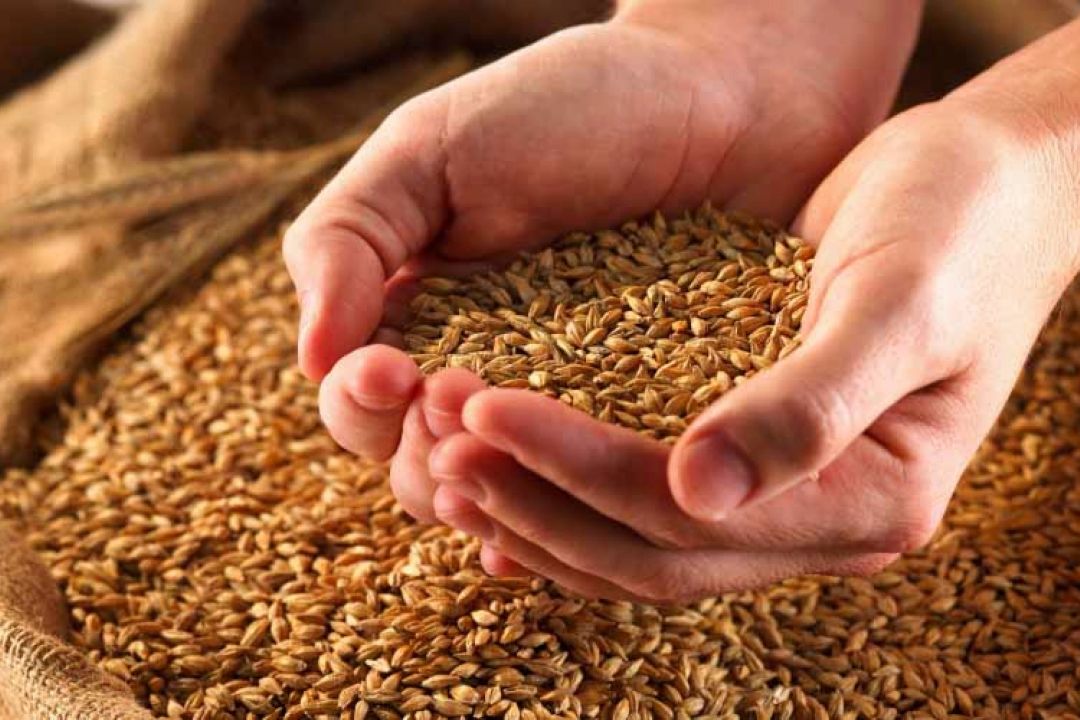 مزایای استفاده از بذور گواهی شده