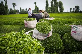مجریان باید در دولت سیزدهم به سیاست گذاری‌ها در بازرگانی چای داخلی پاسخگو باشند