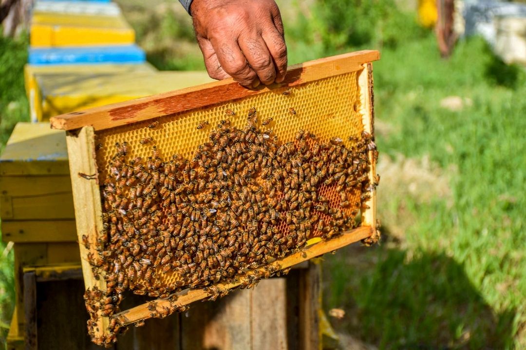 عسل خوب بین 150 تا 300 هزار تومان است