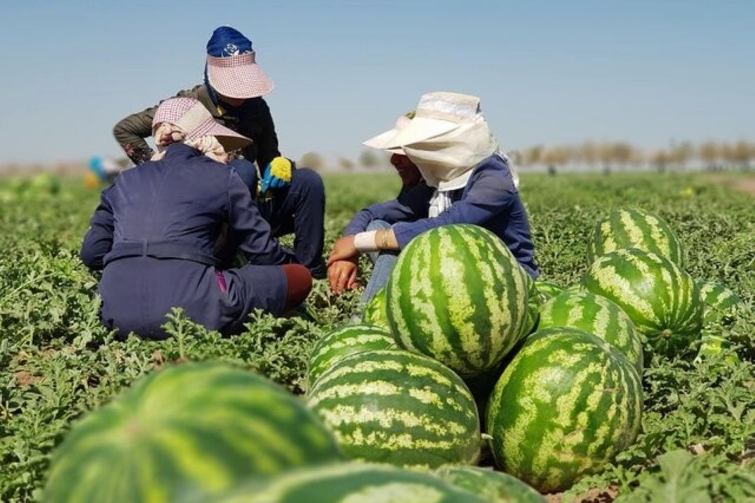 هندوانه‌های برگشتی از قطر حاصل عدم نظارت بود