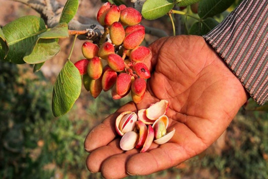 پیش بینی برداشت 3 هزارتُن پسته در خراسان شمالی