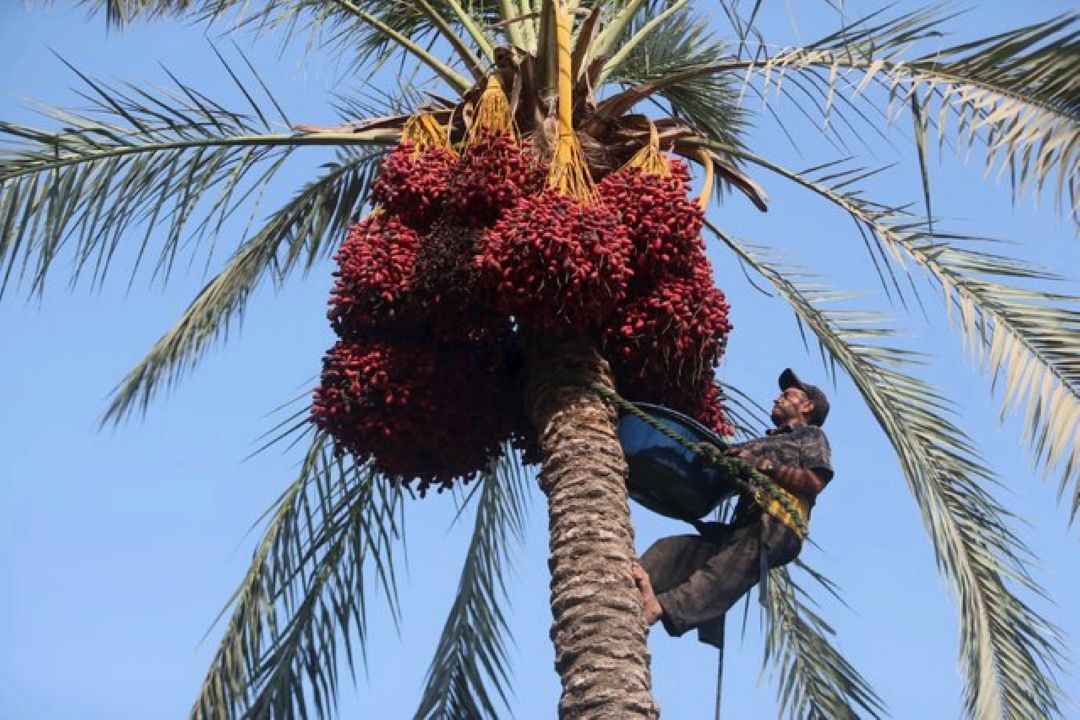پیش بینی برداشت 13 هزار تنی خرما در جنوب سیستان و بلوچستان