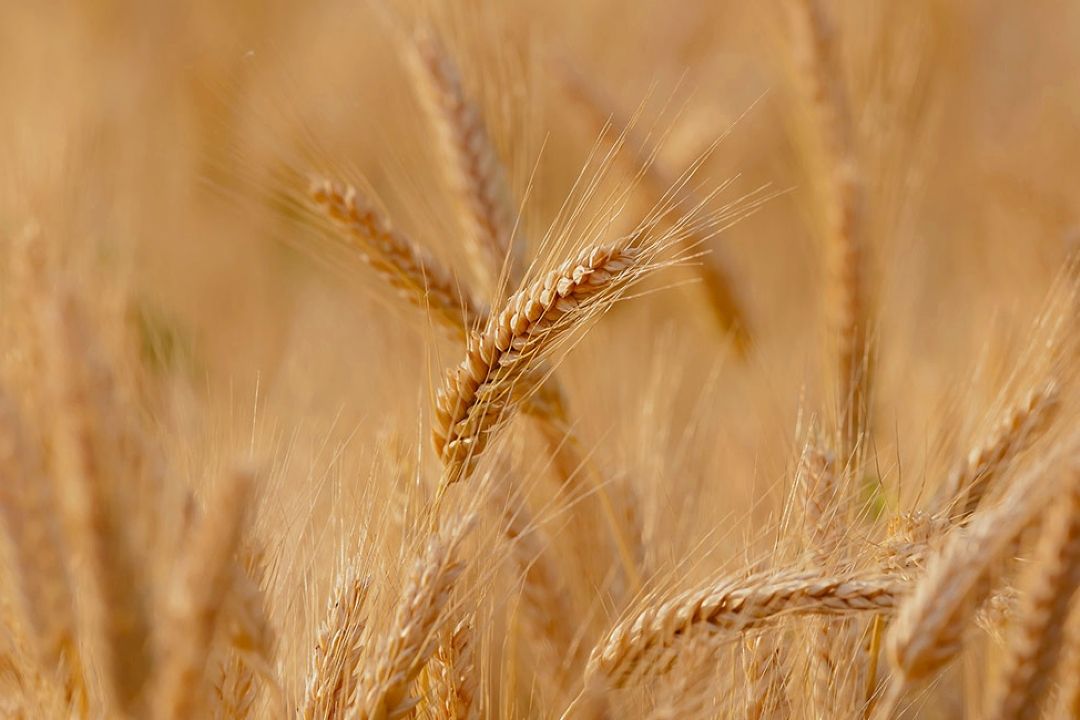 ابلاغ نرخ خرید تضمینی گندم برای فصل زراعی جدید