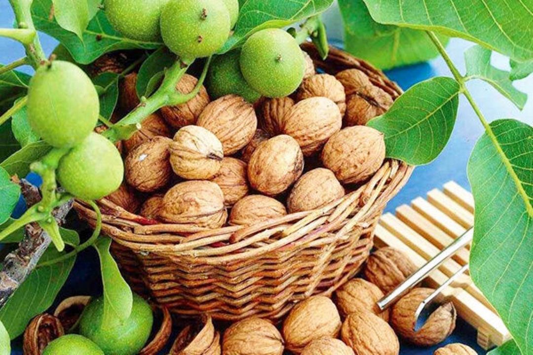 خوردن روزانه گردو موجب كاهش كلسترول بد می شود
