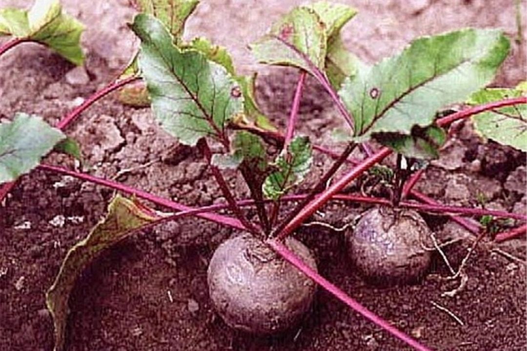 قیمت خرید تضمینی چغندر اصلاح می‌شود 