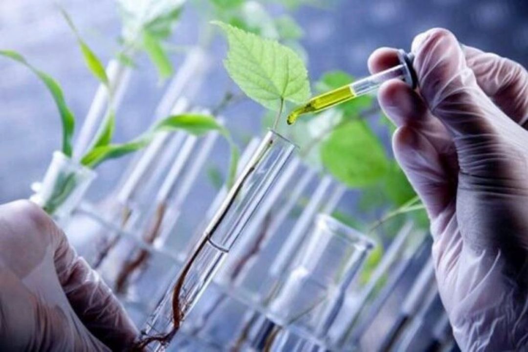 زیست فناوری و امنیت غذایی
