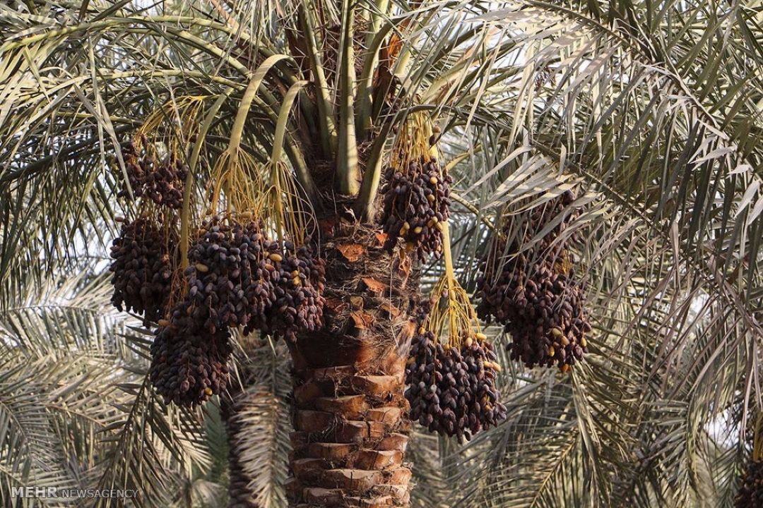 آغاز خرید تضمینی خرمای استعمران تولیدی امسال
