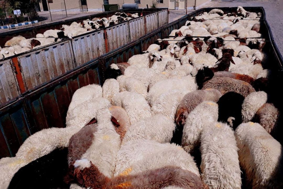 توقف دام‌های قاچاق در زنجان 