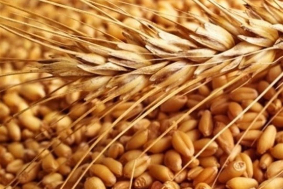 پیش‌بینی دولت قبل غلط از آب درآمد/ دولت جدید باید 6 میلیون تن گندم وارد كند