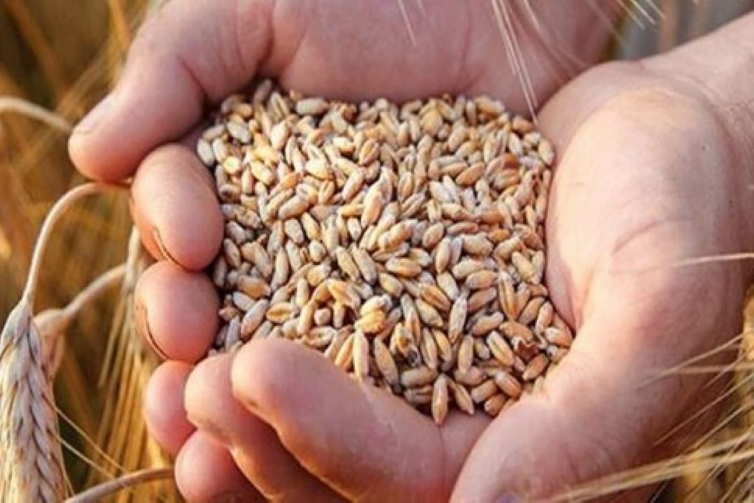 كاهش 45درصدی خرید تضمینی گندم در امسال 