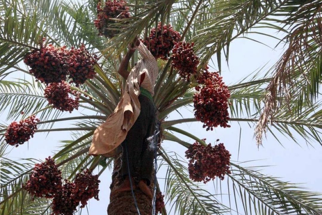 برداشت اولین خرمای پاییزی در بخش مرزی میرجاوه