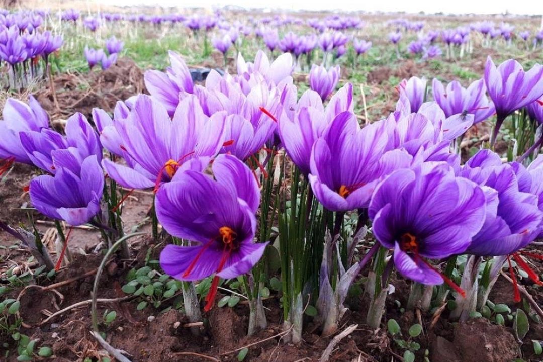 راه اندازی زنجیره تولید زعفران در شمال شرق كشور