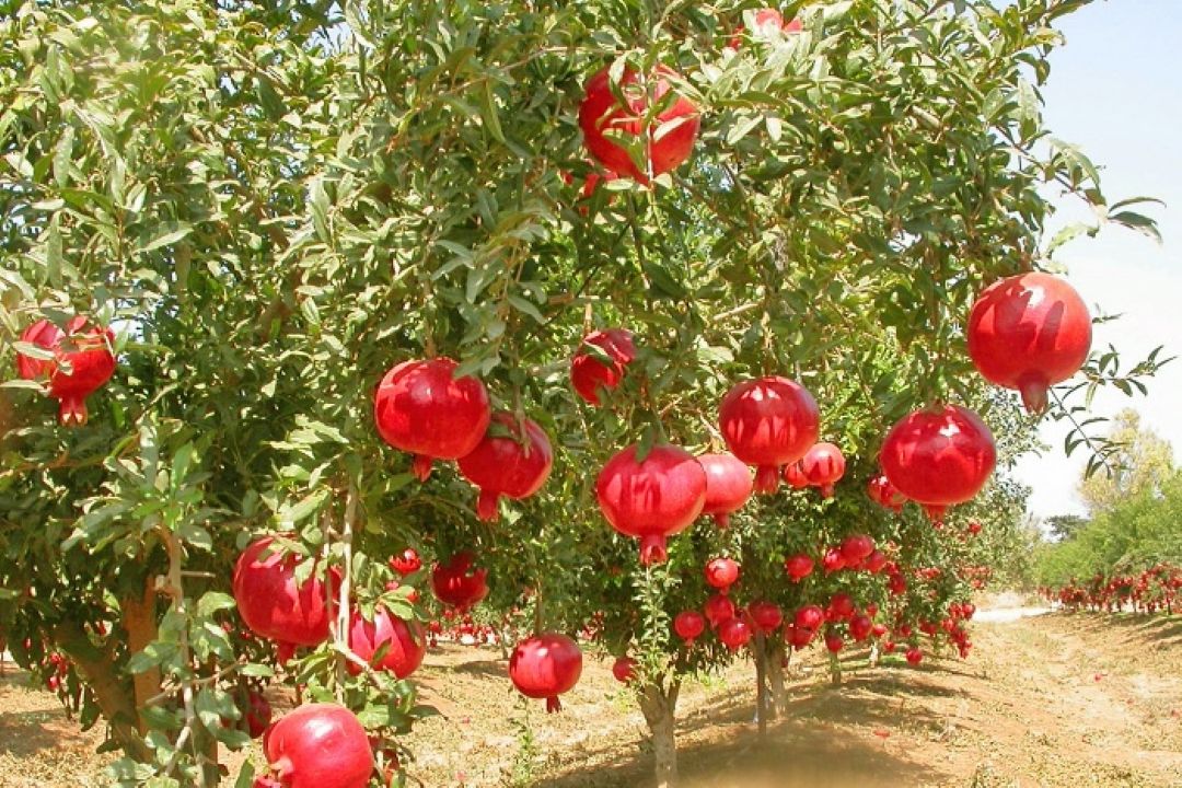 ارزآوری یك و نیم دلاری هركیلو انار ساوه