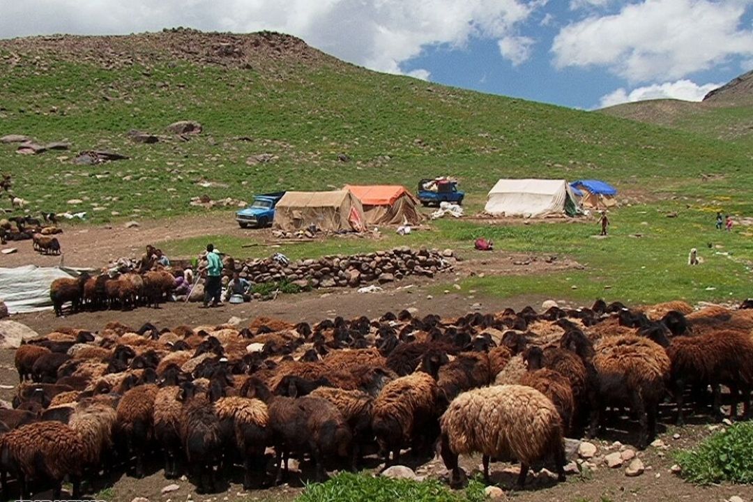 بلاتكلیفی عشایر در خرید تضمینی دام