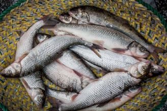 افزایش قیمت ماهی به دلیل كاهش تولید است/ هر كیلو ماهی 90 هزار تومان 