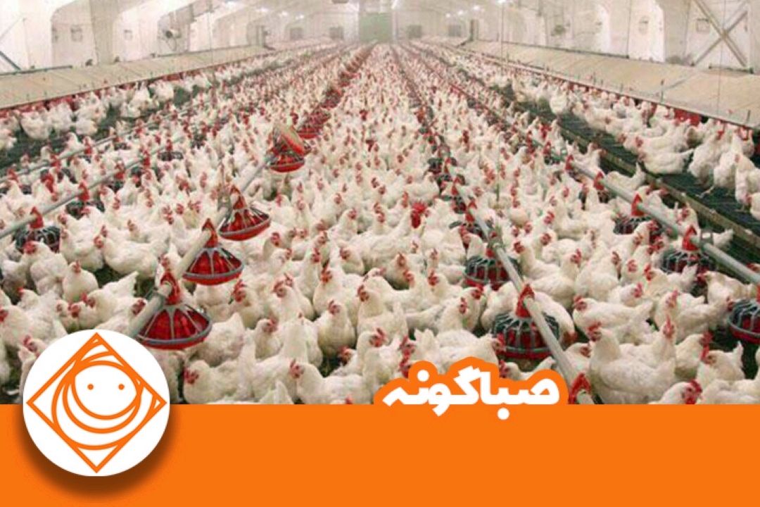  فراوانی مرغ در راه است