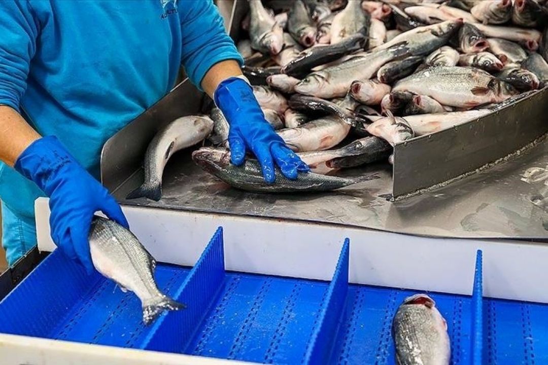 صادرات بیش از 60  هزار تن محصولات شیلاتی در نیمه نخست سال 