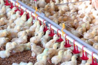 افزایش 31 درصدی جوجه‌ریزی در واحد‌های پرورش مرغ خراسان رضوی
