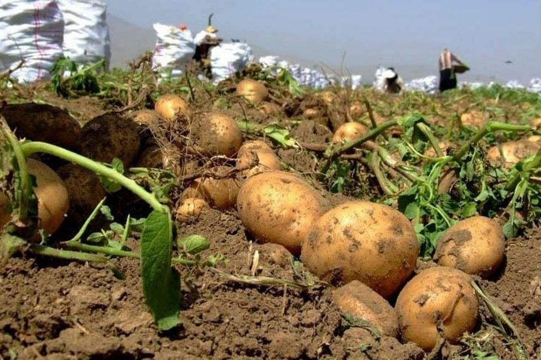 افزایش صددرصدی قیمت سیب زمینی در پی صادرات