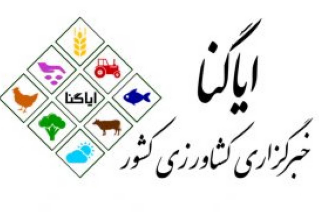 مرغ ارزان می‌شود