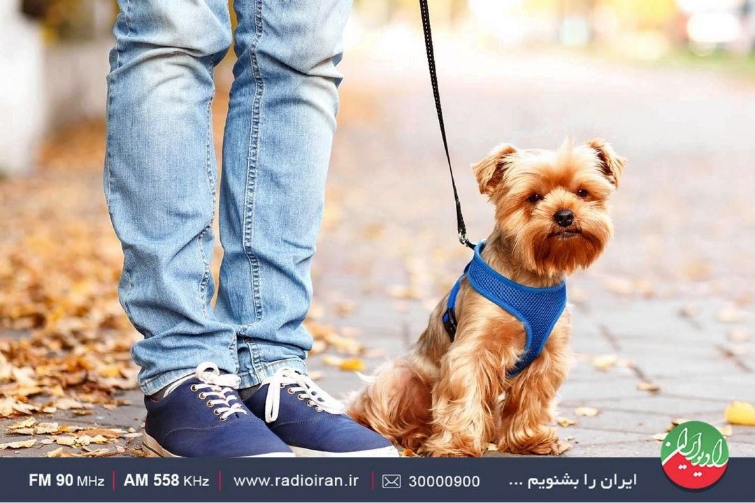 بررسی طرح نمایندگان مجلس برای صیانت از حقوق شهروندان در برابر حیوانات، به رادیو ایران رسید.