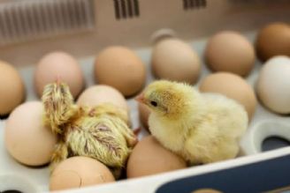 واردات تخم‌مرغ نطفه‌دار ثبات نسبی را به بازار بازگرداند