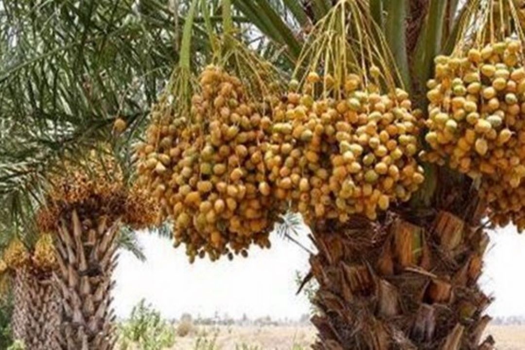 گردشگر رادیو نمایش به «جشنواره خرما» رفت