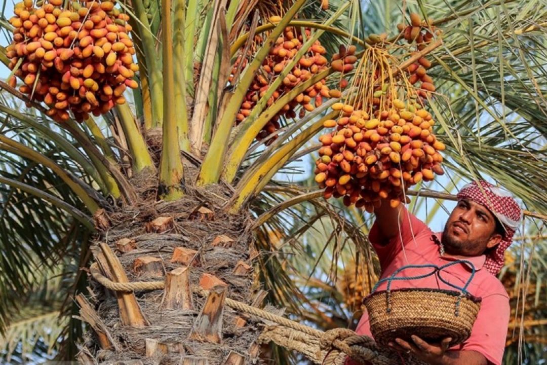 پرداخت مطالبات نخلداران خوزستانی تا یك ماه آینده