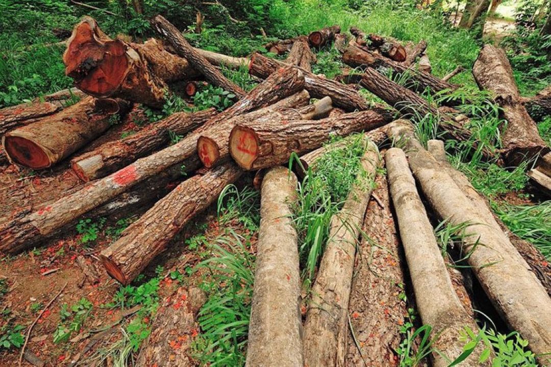 بررسی حواشی و ایرادات طرح تنفس جنگل 