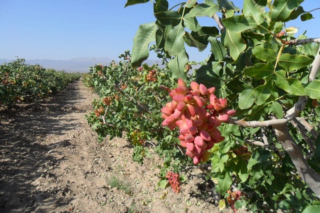 بهره وری آب در باغات پسته استان خراسان رضوی