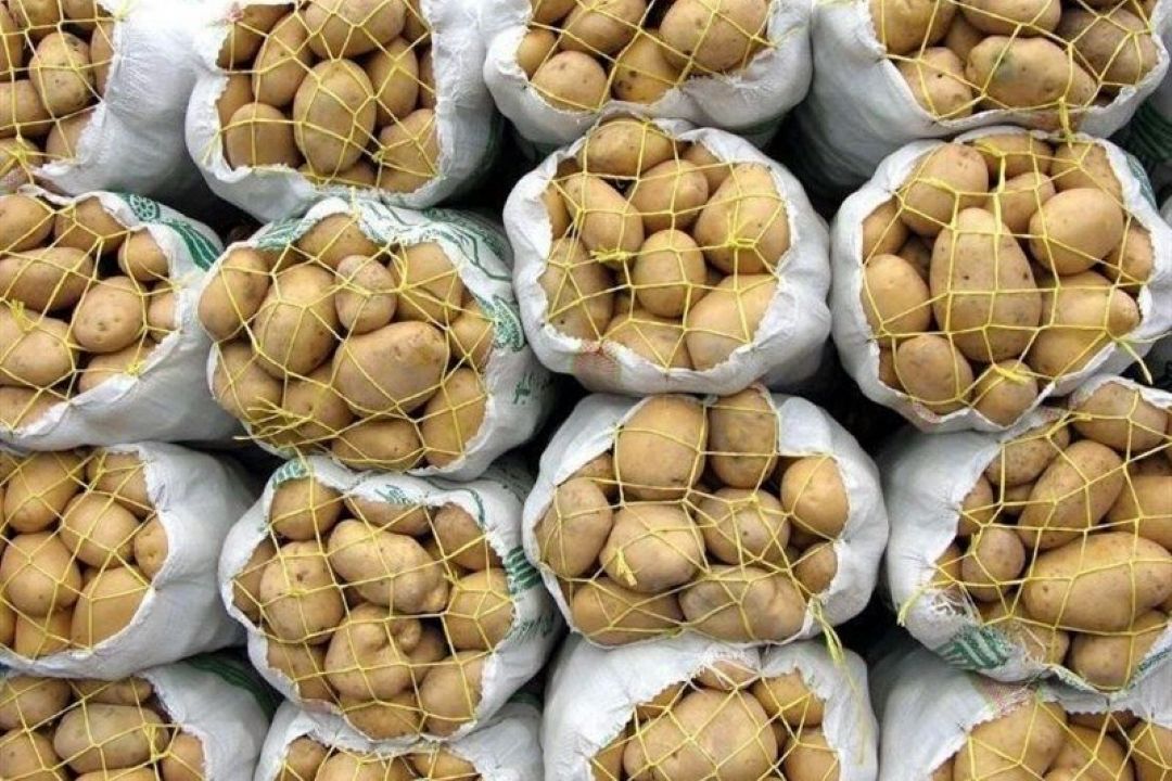 تمجید ازبكستان از سیب زمینی‌های صادراتی ایران