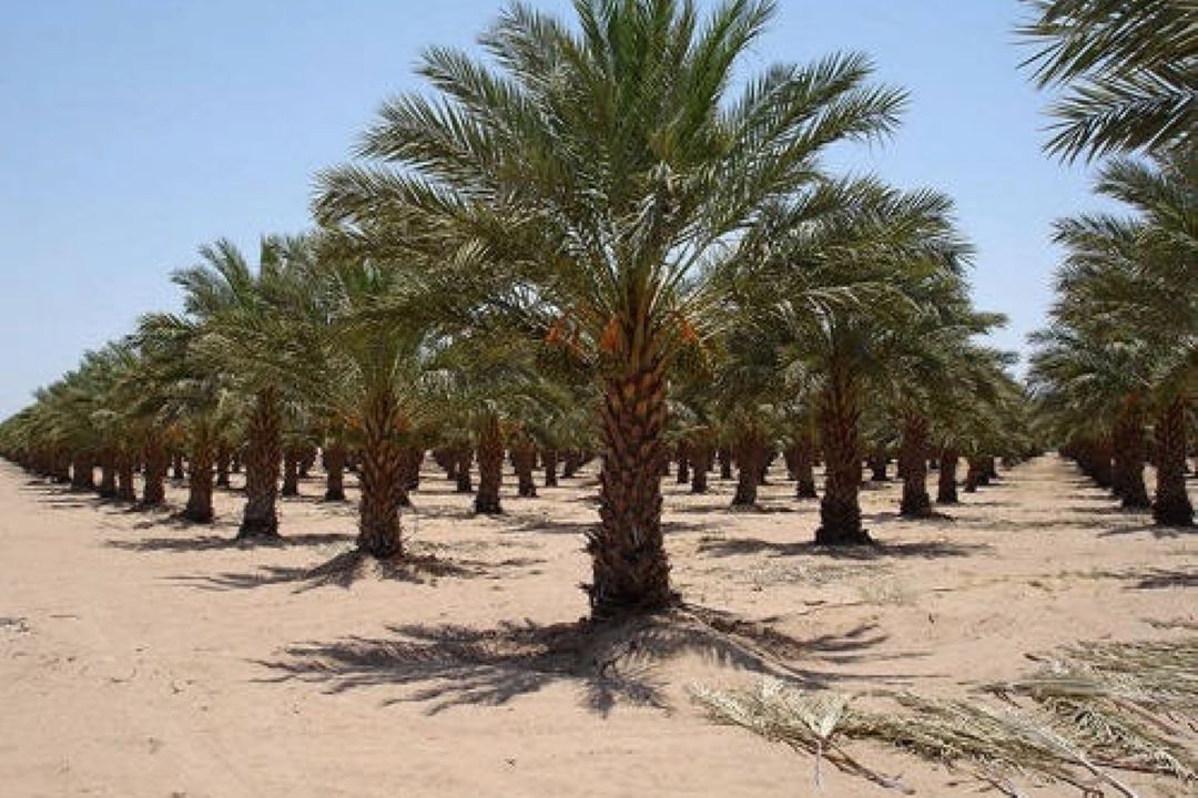 روش های تكثیر نخیلات