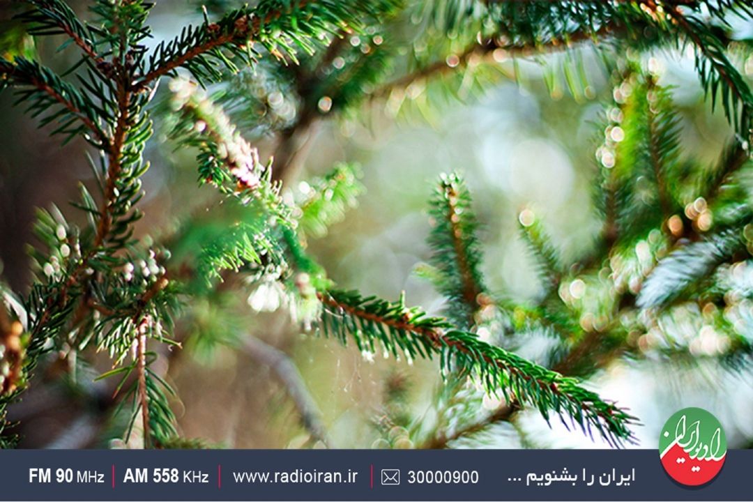 روش های نگهداری از گیاه كاج مطبق
