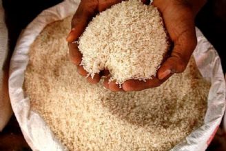گرانی 100درصدی برنج تقصیر دلالان شمالی است