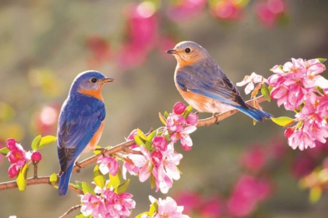 قطعه محلی با عنوان «بهاره» با صدای غفور محمدزاده