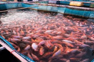 تولید حدود 700 تن ماهی تیلاپیا در سال 