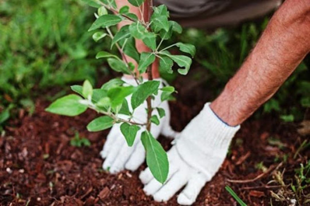 با كاشت نهال، جنگل‌ها احیا نمی‌شوند